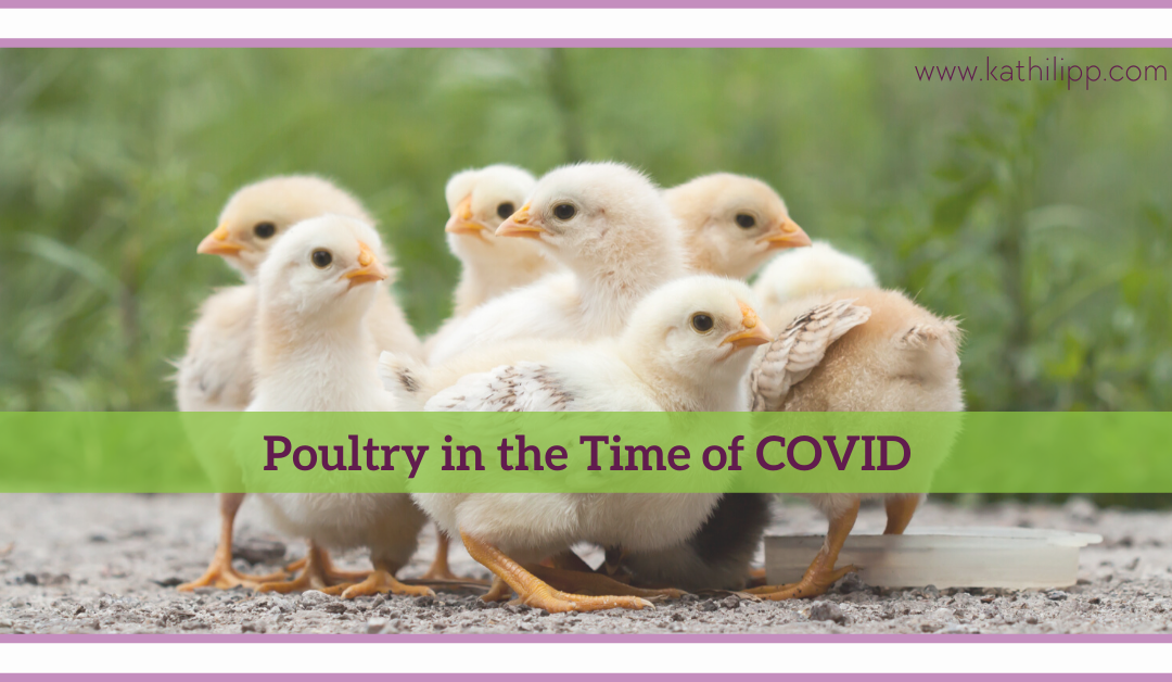 Poultry In The Time of COVID